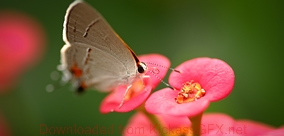 专业版强大的网页攻击平台